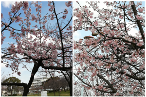 小林公園の桜